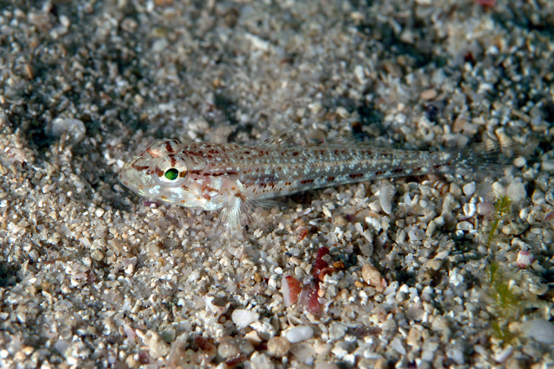 Gobius niger e Gobius incognitus